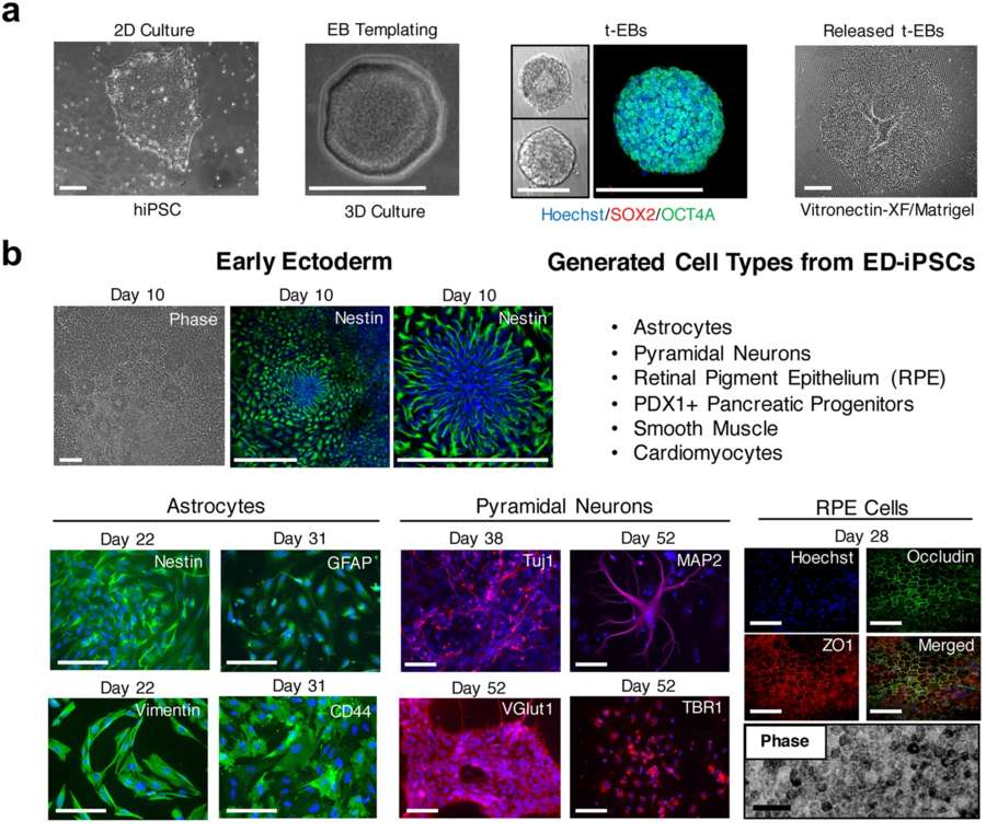 Ectoderm multi-lineage differentiation potential of iPSC lines. (OA Literature)